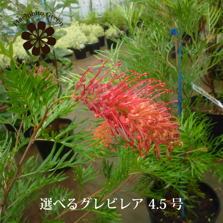 楽天市場】【苗木】 グレビレア（ロブスタ） 5号 ポット苗 1鉢