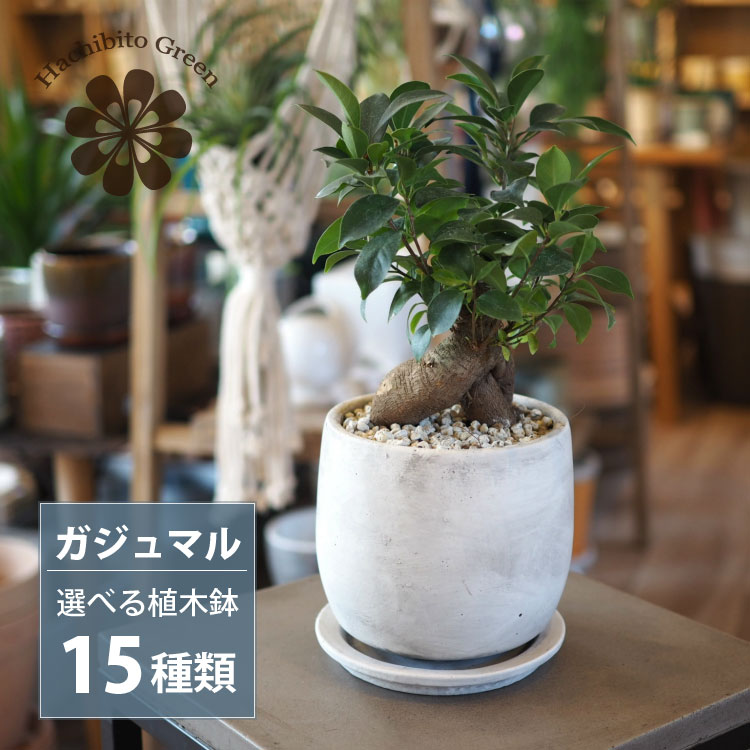 楽天市場】【数量限定】一部地域送料無料 ユッカ リギダ 4号 楽天市場】【数量限定】一部地域送料無料 ユッカ リギダ 4号