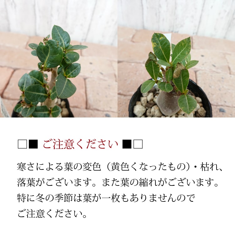 楽天市場 数量限定 一部地域送料無料 アデニウム アラビカム ソコトラナム 3号 10cm 選べる品種 植木鉢とテラコッタの専門店 鉢人