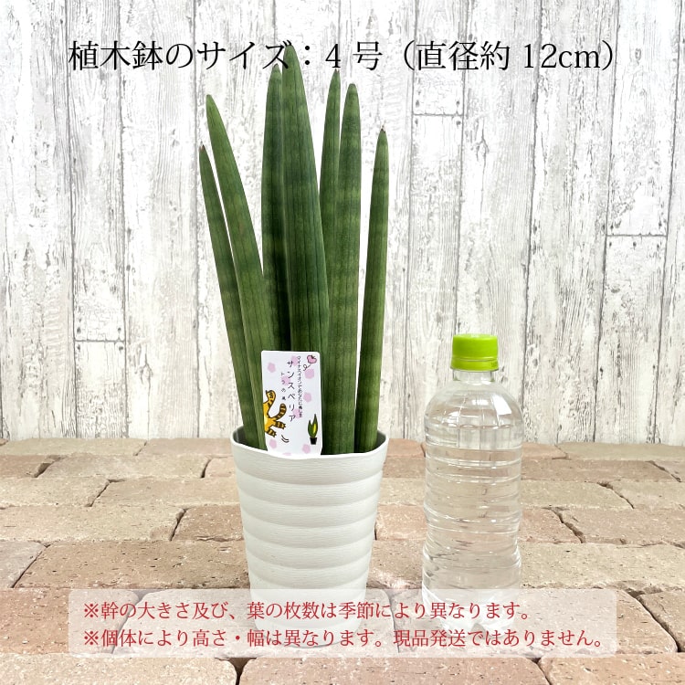 構成要素ゾーン送料無料 サンセベリア スタッキー 4サイズ 12cm 観葉草木 寄せ植え サンスベリア Foxunivers Com