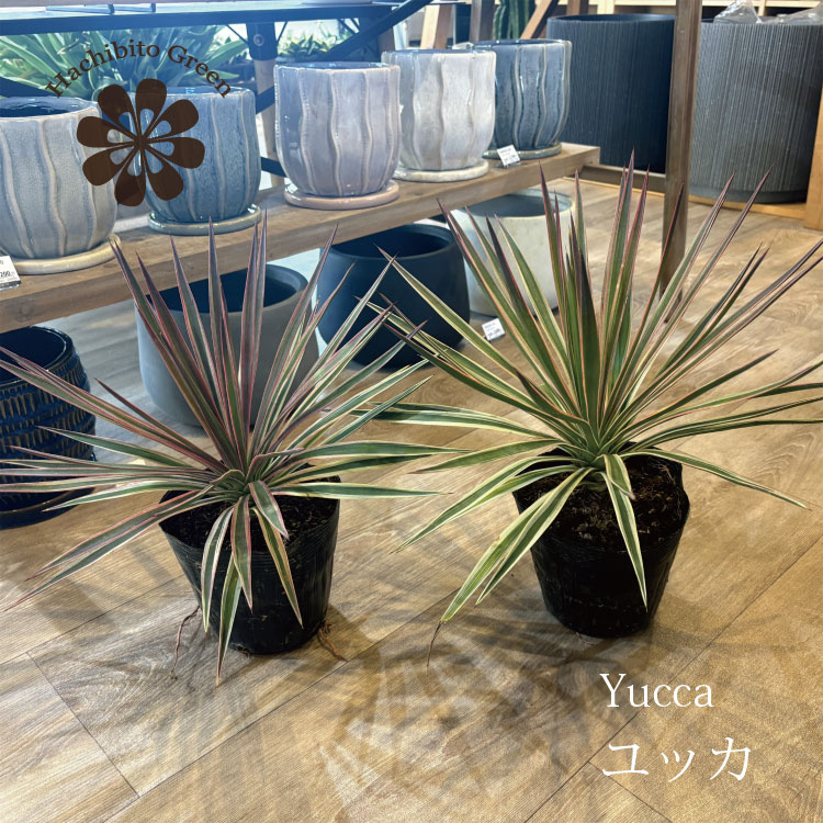 楽天市場】観葉植物 ユッカ ロストラータ 5号鉢 送料無料 観葉植物