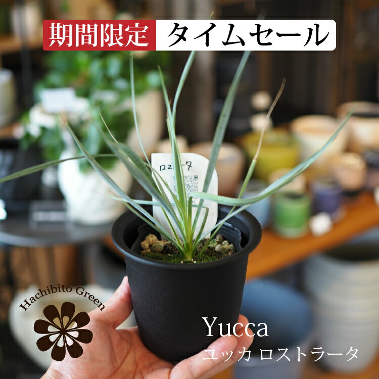 楽天市場】ユッカ 『 ロストラータ 』 Yucca rostrata 10号 10寸 苗
