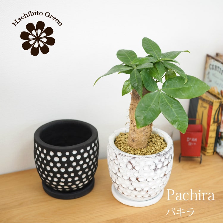 楽天市場 一部地域送料無料 パキラ ドットポットアレンジ 受け皿付き 4号 12cm 植木鉢とテラコッタの専門店 鉢人