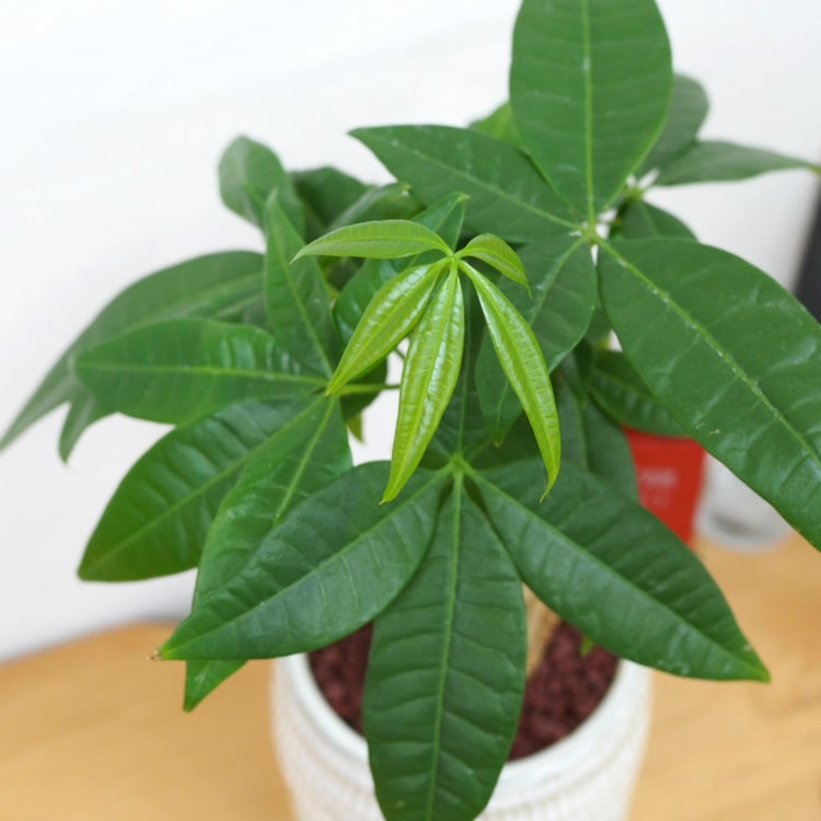 楽天市場 一部地域送料無料 パキラ モダンな球体型の植木鉢でアレンジ 受け皿付き 3 5号 11cm 植木鉢とテラコッタの専門店 鉢人