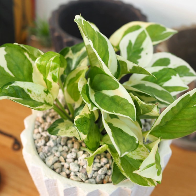 一部地域送料無料 ポトスエンジョイ グローバルグリーン パーフェクトグリーン ラインポットアレンジ 受け皿付き 4号 12cm Loeschenart Com