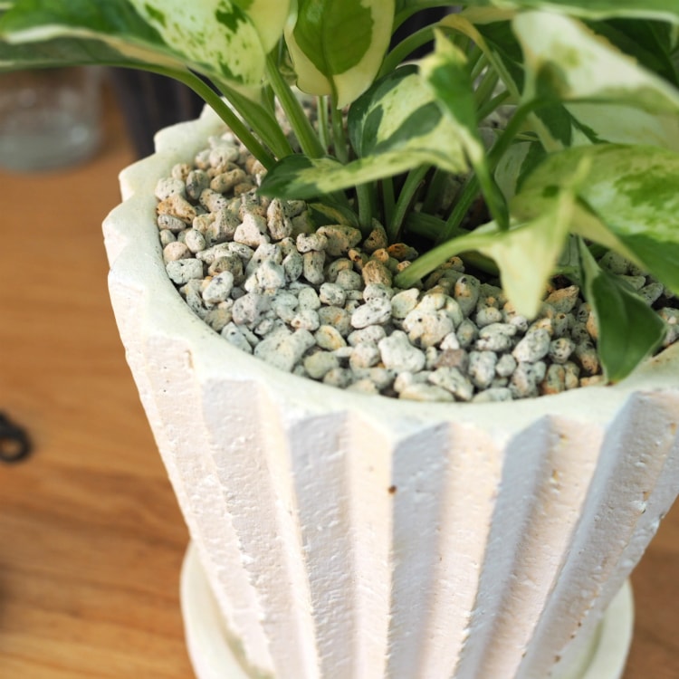 一部地域送料無料 ポトスエンジョイ グローバルグリーン パーフェクトグリーン ラインポットアレンジ 受け皿付き 4号 12cm Loeschenart Com