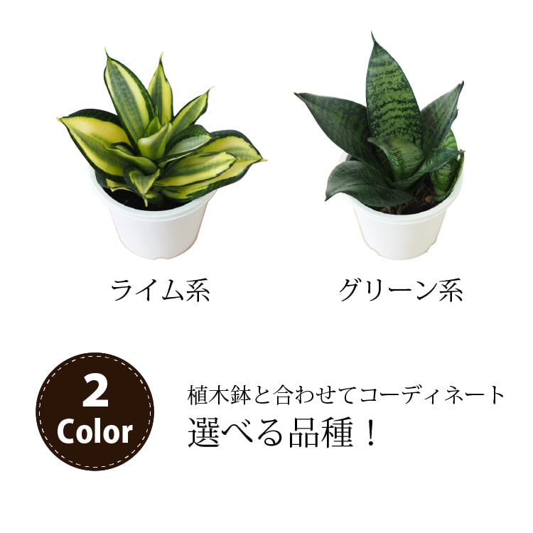 パーツ地方送料無料 サンスベリア Dearest ドットポットアレンジ 受け皿付き添い人 4号 12cm Foxunivers Com