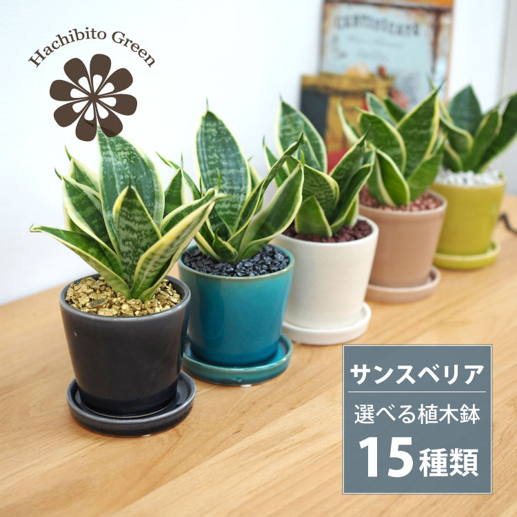 楽天市場】【数量限定】一部地域送料無料 ユッカ リギダ 4号