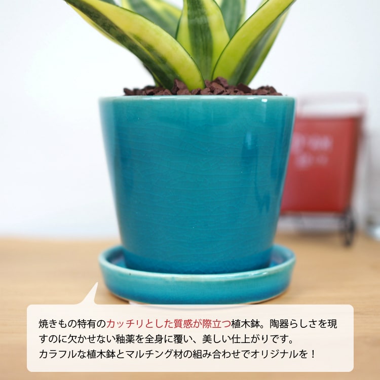 一部地域送料無料 ミニサンスベリア カラーポットアレンジ 受け皿付き 2 5号 8cm 複数購入割引対象 Educaps Com Br