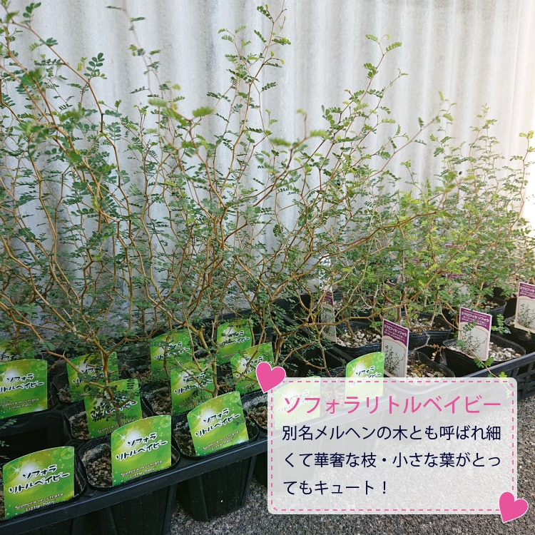 一部地域送料無料 ソフォラ リトルベイビー シンプルセメントポット