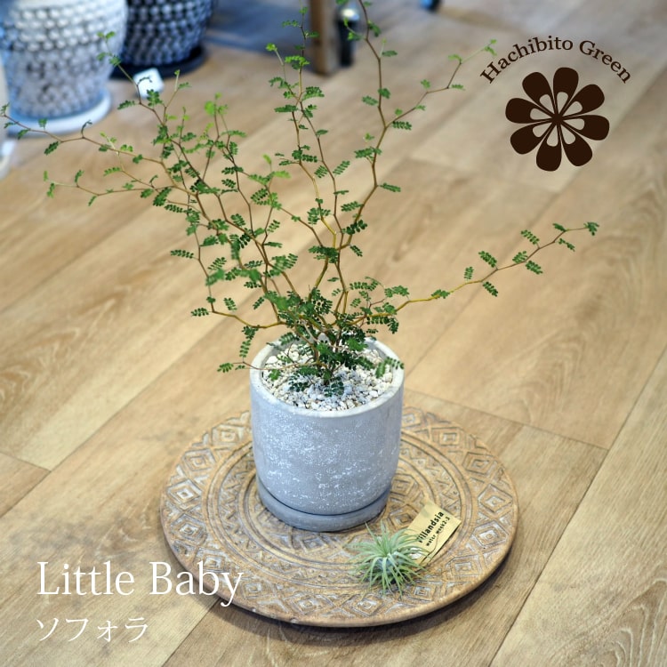 一部地域送料無料 ソフォラ リトルベイビー シンプルセメントポット