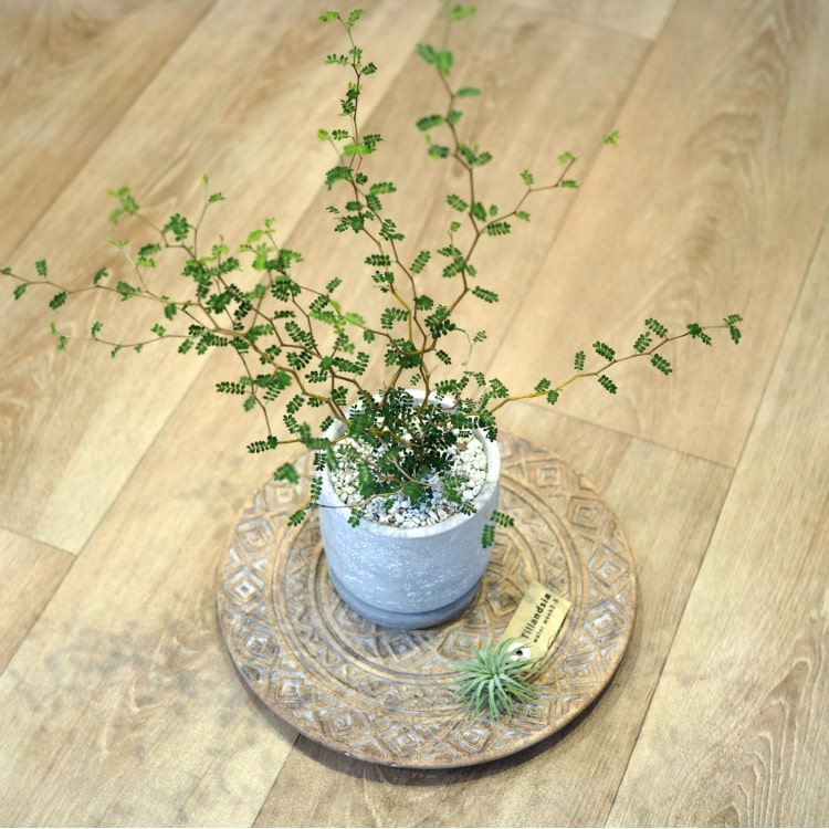 一部地域送料無料 ソフォラ リトルベイビー シンプルセメントポット