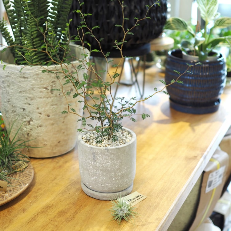 一部地域送料無料 ソフォラ リトルベイビー シンプルセメントポット