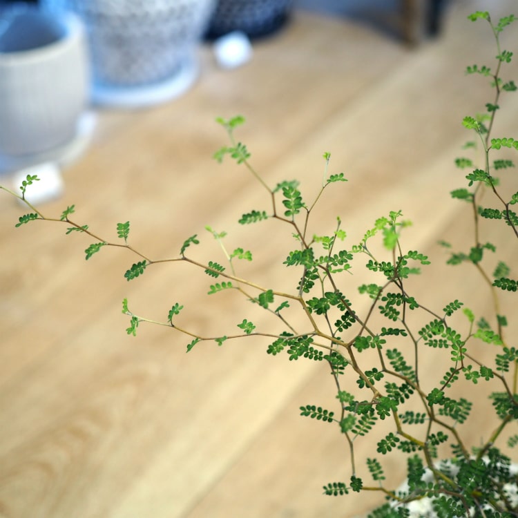 一部地域送料無料 ソフォラ リトルベイビー シンプルセメントポット