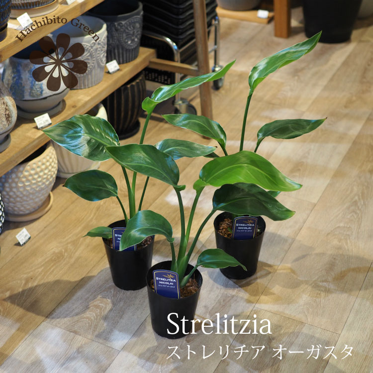 楽天市場】【オーガスタ】☆ 大きな観葉植物 ストレリチア 楽天市場】【オーガスタ】☆ 大きな観葉植物 ストレリチア