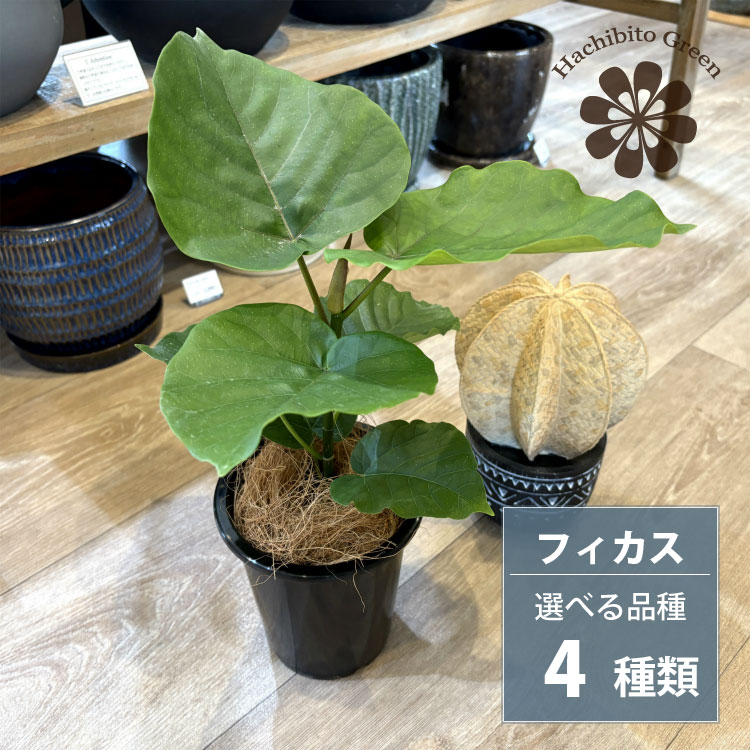 楽天市場】PLANCHU 観葉植物 フィカス リラータ 3.5号鉢 受け皿付き