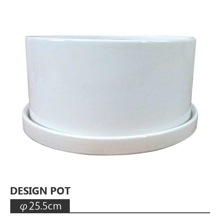 ヒメイワダレソウ　白色　140鉢　7.5cmポット 通販インテリア・住まい・小物 - ヒメイワダレソウ 白色 140鉢