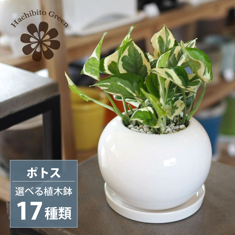 楽天市場】【数量限定】一部地域送料無料 ユッカ リギダ 4号