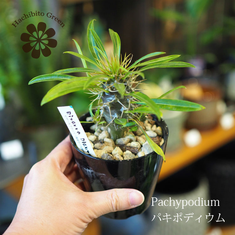 パキポディウム実生セット 楽天市場】多肉植物 パキポディウム 実生 おまかせ3個セット