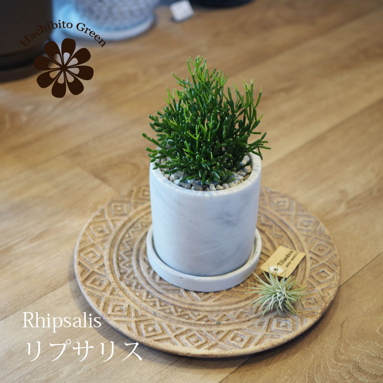 楽天市場】観葉植物【リプサリス属】リプサリス6.5号Sセメント鉢（皿付