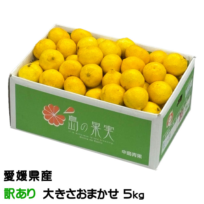 楽天市場】4000引クーポンあり 媛小春10kg 現在発送中 愛媛限定柑橘