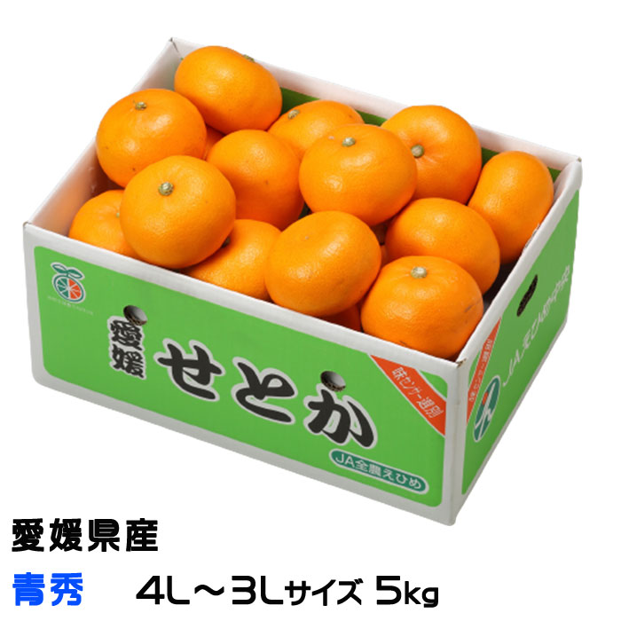 みかん せとか 青秀 4L～3Lサイズ 5kg 愛媛県産 ＪＡえひめ中央 中島選果場 ミカン 蜜柑 ギフト 贈り物