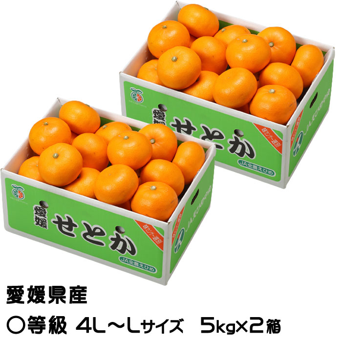 みかん せとか 5kg×2箱 〇等級 4L～Lサイズ お取り寄せグルメ 愛媛県産  ミカン 蜜柑 贈り物