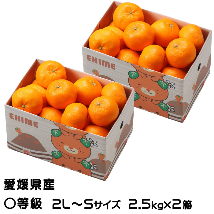 みかん 完熟春みかん カラマンダリン 2.5kg×2箱 〇等級 2L～S 愛媛県産 ＪＡえひめ中央 中島選果場 ミカン 蜜柑 ギフト お取り寄せグルメ