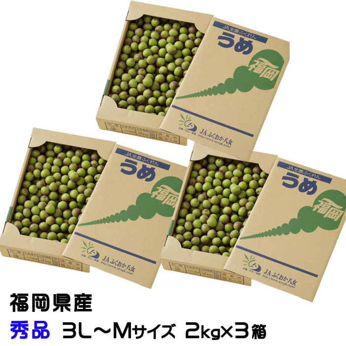 梅 小梅 光陽 秀品 ★2kg×3箱 3L～Mサイズ JA福岡八女 福岡県産 梅干し用 生梅 うめ ウメ