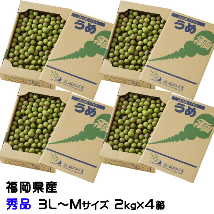 梅 小梅 光陽 秀品 ★2kg×4箱 3L～Mサイズ JA福岡八女 福岡県産 梅干し用 生梅 うめ ウメ