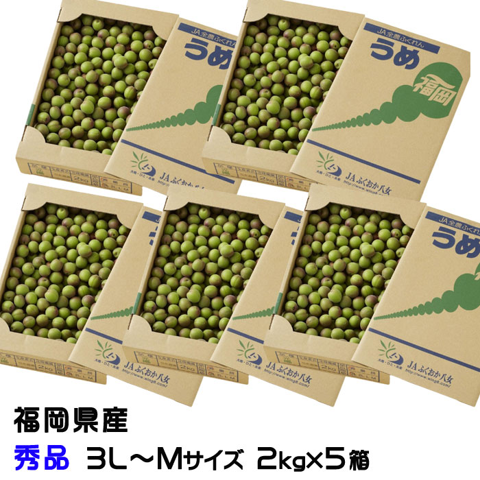 梅 小梅 光陽 秀品 ★2kg×5箱 3L～Mサイズ JA福岡八女 福岡県産 梅干し用 生梅 うめ ウメ