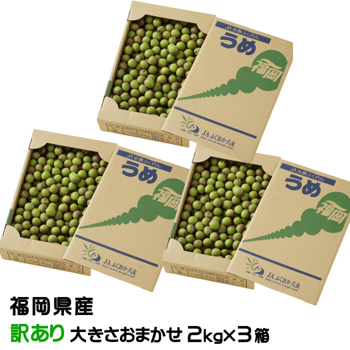 梅 小梅 光陽 風のいたずら 訳あり ★2kg×3箱 大きさおまかせ JA福岡八女 福岡県産 梅干し用 生梅 うめ ウメ