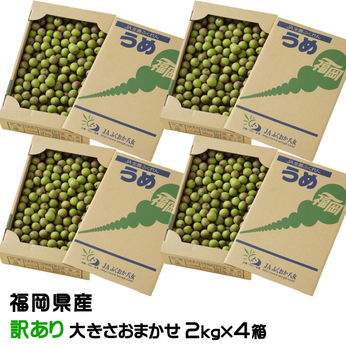 梅 小梅 光陽 風のいたずら 訳あり ★2kg×4箱 大きさおまかせ JA福岡八女 福岡県産 梅干し用 生梅 うめ ウメ