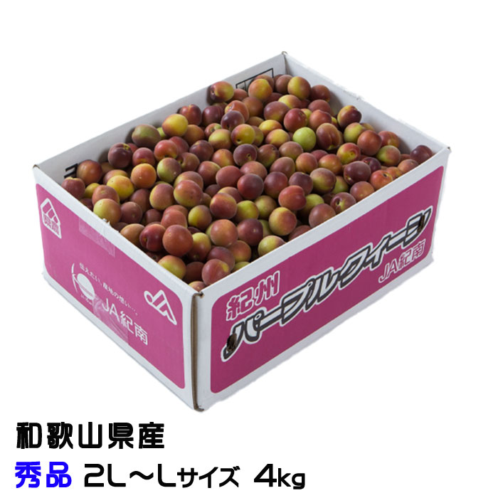 梅 パープルクイーン  和歌山県産 ＪＡ紀南 秀品 2L～Lサイズ 4kg  うめ 小梅