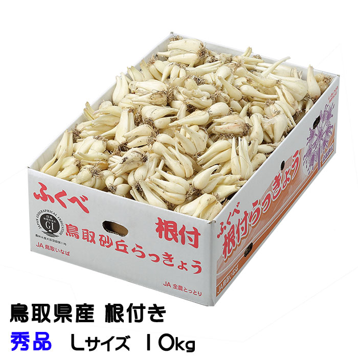 根付き 砂丘らっきょう 秀品 Lサイズ 10kg  鳥取県産 ＪＡ鳥取いなば 福部産  らっきょ  作り方 レシピ付き