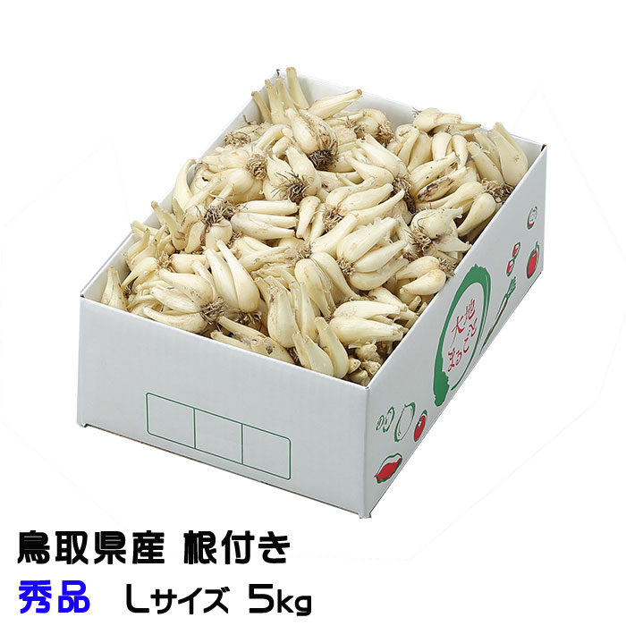根付き 砂丘らっきょう 秀品 Lサイズ 5kg  鳥取県産 ＪＡ鳥取いなば 福部産  らっきょ 作り方 レシピ付き