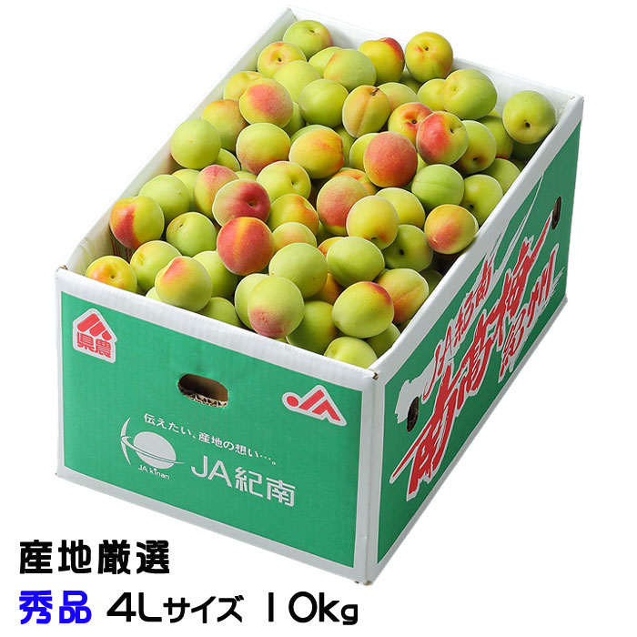 梅 南高梅 産地厳選 秀品 4Lサイズ 10kg なんこう うめ 生梅