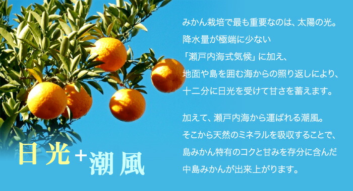 レビューで送料無料】 みかん 中島みかん 訳あり 大きさおまかせ 2.5kg みきゃん箱入り 愛媛県産 JAえひめ中央 中島選果場 ミカン 蜜柑  ギフト お歳暮 www.saintmarkschool.org