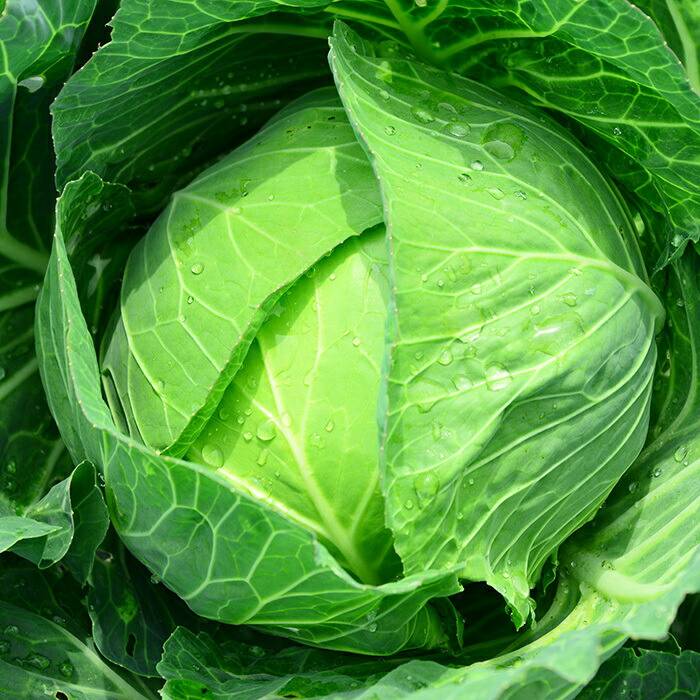 楽天市場 キャベツ 1玉 お取り寄せ野菜 単品 日本産 国内産 国産 長野 群馬 和歌山 1個 新鮮野菜とフルーツのお店 旬屋