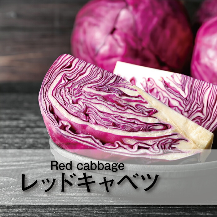 楽天市場 レッドキャベツ 1玉 紫キャベツ きゃべつ お取り寄せ 単品 野菜 美味しい おいしい カラフル インスタ映え 新鮮野菜とフルーツのお店 旬屋