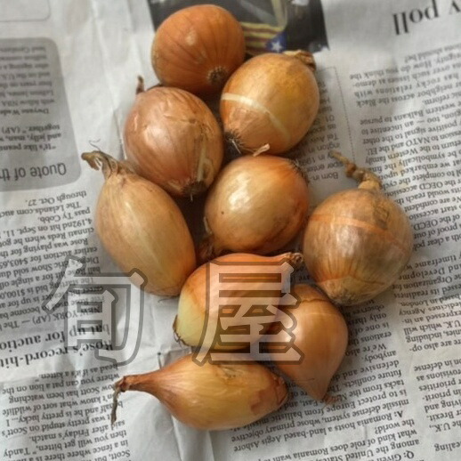 市場 ペコロス 珍しい野菜 珍しい 0g 小タマネギ 新鮮野菜 変わった野菜 プチオニオン 野菜 やさい 市場 ペコロス 珍しい野菜 珍しい 0g 小タマネギ 新鮮野菜 変わった野菜 プチオニオン 野菜 やさい