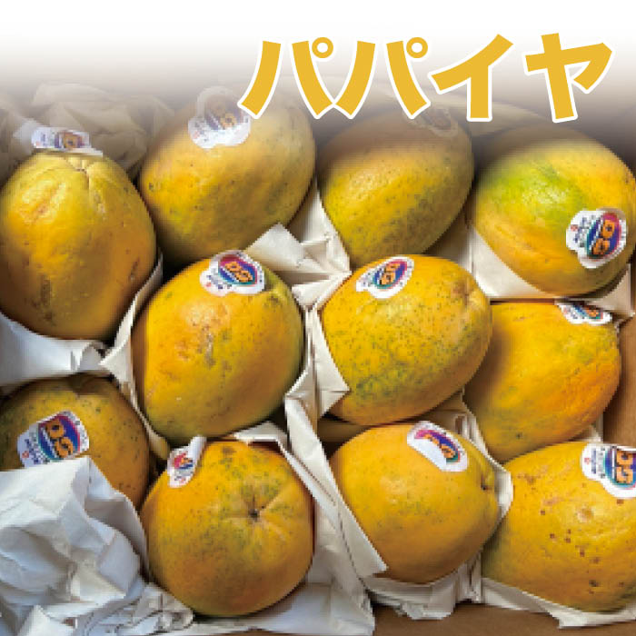 【送料無料】ハワイ産 パパイヤ 1ケース（9～11玉）【パパイア 黄色 トロピカルフルーツ】