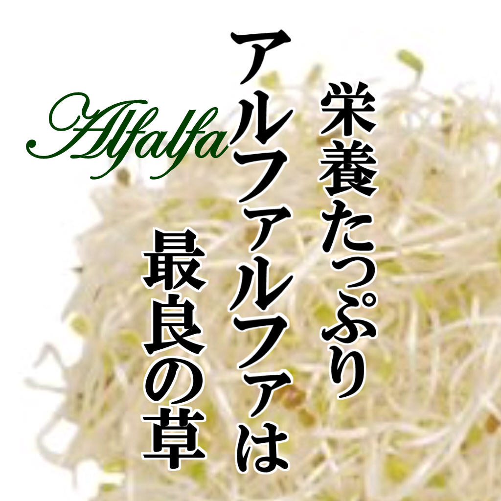 楽天市場 アルファルファ 1パック ムラサキウマコヤシ 糸もやし スプラウト 発芽野菜 ハーブ 新芽 お取り寄せ 新鮮野菜とフルーツのお店 旬屋