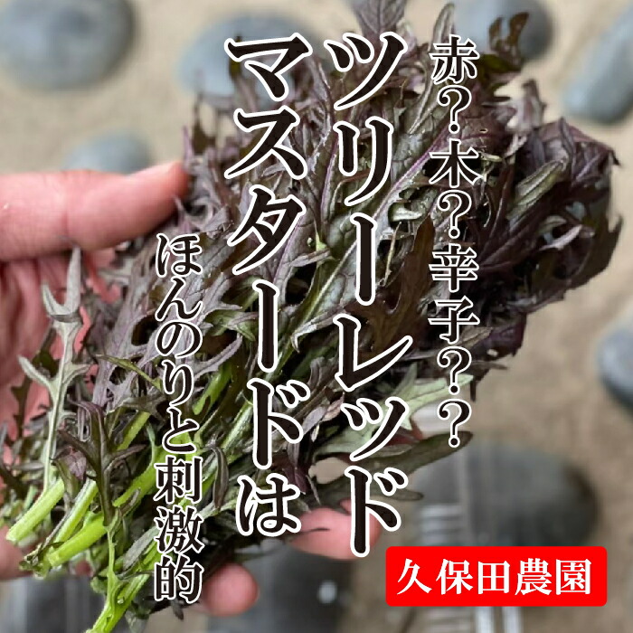 市場 ツリーレッドマスタード 久保田農園 福岡県産 珍しい野菜 約20g 1PAC