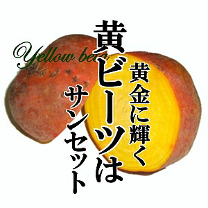 市場 黄ビーツ 1kg めずらしい野菜 黄色 鮮やか インスタ映え 新鮮野菜とフルーツのお店