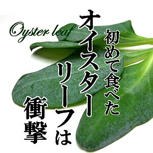 オイスターリーフ 　10枚入り　10パック　めずらしい野菜 カキ 生牡蠣風味　ゴージャス　付け合わせ　フレンチ　イタリアン
