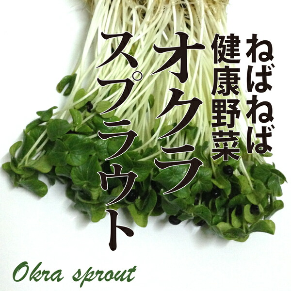 楽天市場 オクラスプラウト 1パック おくら 新芽 発芽野菜 ネバネバ野菜 めずらしい 新鮮野菜とフルーツのお店 旬屋