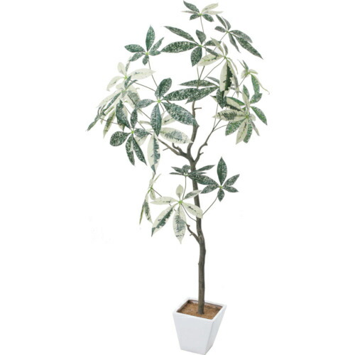 楽天市場】観葉植物 斑入りパキラ ミルキーウェイ 5号鉢 パキラ 送料