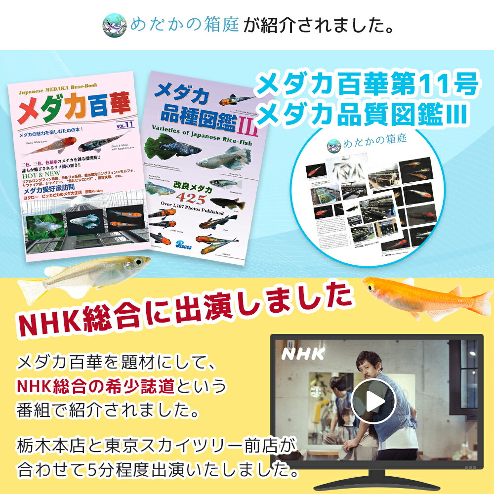 タマミジンコ20000匹+オマケ6600匹メダカの餌稚魚のエサ送料無料活餌金魚ゾウリムシミジンコPSBワムシインフゾリアブラインシュリンプ生クロレラ針子餌めだか増やし方みじんこ培養微生物グリーンウォーター販売大きさドライイーストエビオス
