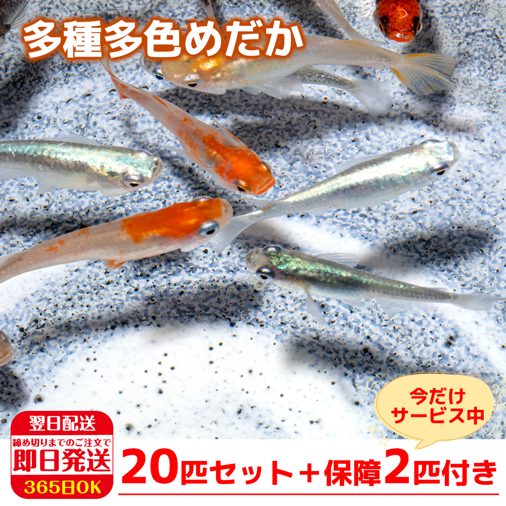 保障2匹付き メダカ ミックス 匹 送料無料 多種多色 生体 種類 めだか 成魚 幹之 セット 水草 ラメメダカ ダルマメダカ 餌 高級 販売 水槽 ビオトープ 鉢 三色 卵 熱帯魚 観賞魚 金魚 アクアリウム テラリウム